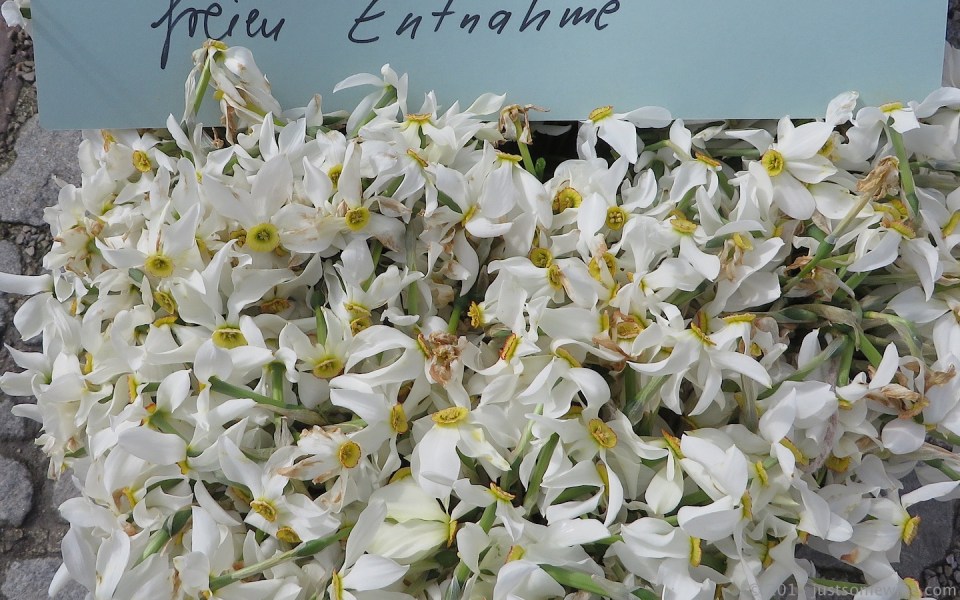 help yourself poet's daffodils